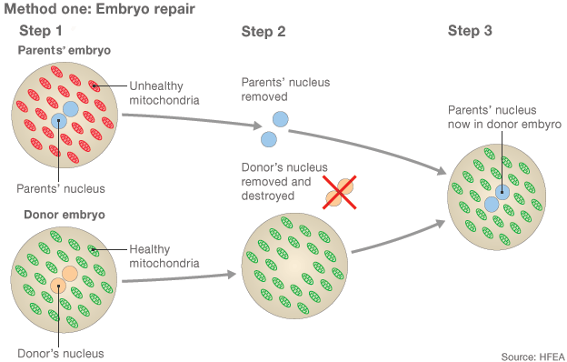Steps towards repairing an embryo.